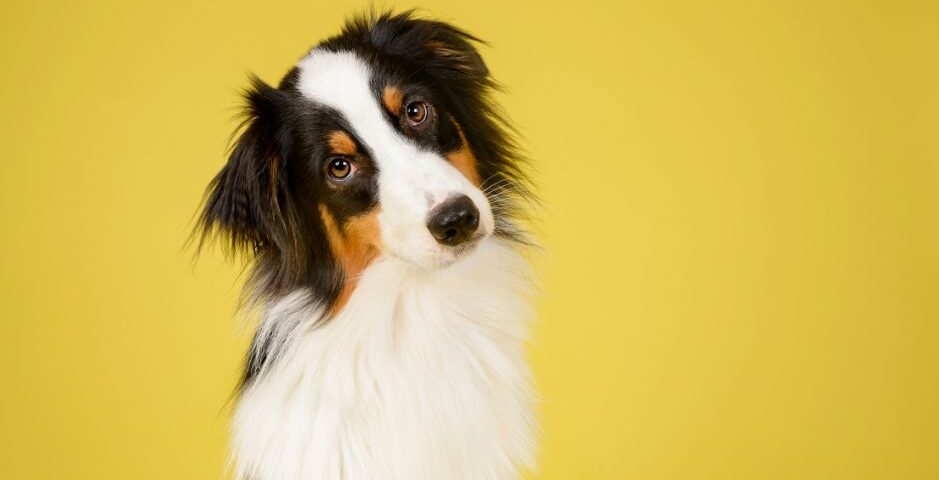 Beneficios psicológicos de tener una mascota Psiquiatra sevilla online